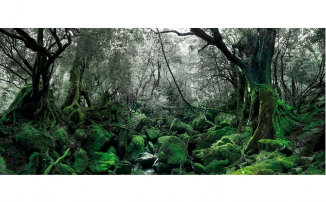 Cedric Bregnard, artiste photographe|Cedar Soul IV (Japan) 2010, 90 x 200 cm, 200 x 450 cm
